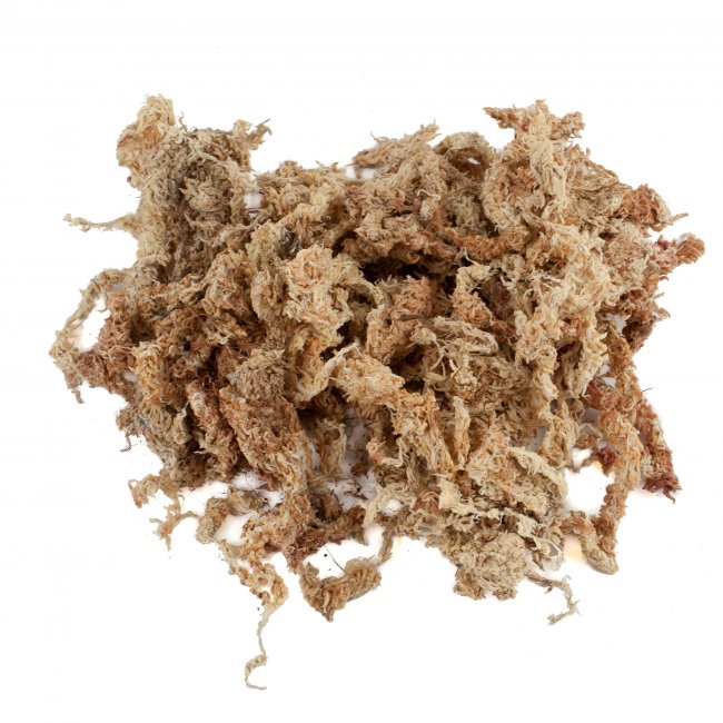 Preview: Sphagnum Moos 500 Gramm aus Chile